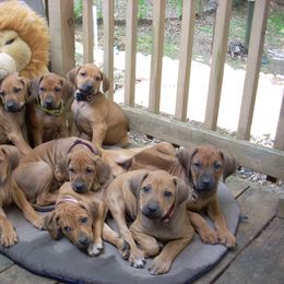 Rhodesian Ridgeback Puppies from Tifari Rhodesian Ridgebacks