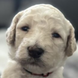Boy 3 - Poodle puppy in Wildomar, California from Pounds Puppies Poodles