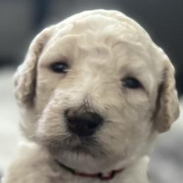 Boy 3 - Poodle puppy in Wildomar, California from Pounds Puppies Poodles