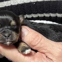 Girl 1 - Black and tan female Havanese puppy in Congerville, Illinois from Happy Go Lucky Havanese