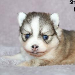 Strawberry - Wolf sable female Pomsky puppy in Centerville, Iowa from LJ Kennels Pomskies, LLC