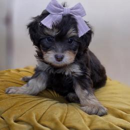 Flopsy - Chocolate female Goldendoodle puppy in Decatur, Tennessee from Diamond's Doodles