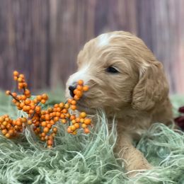 Goldendoodle Puppies from New Jersey Doodles