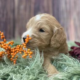 Goldendoodle Puppies from New Jersey Doodles