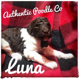 Poodle Puppies from Authentic Poodle Co