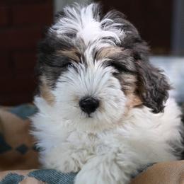 Bernedoodles from Stanger Farms