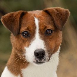 Thayer - Russell Terrier