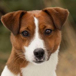 Thayer - Russell Terrier