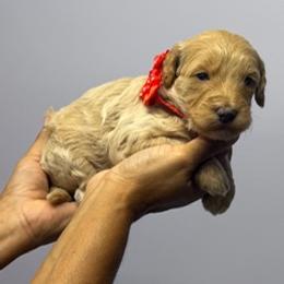 Red girl - Apricot female Goldendoodle puppy in Pawtucket, Rhode Island from Ds_minidoodles
