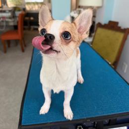 Rembrandt - Sable spotted white male Chihuahua puppy in Raleigh, North Carolina from Fiddlefigg Chihuahuas