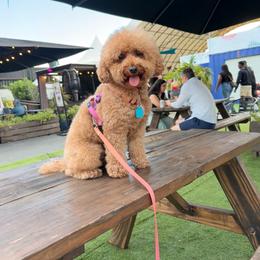 Lola - Poodle
