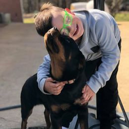 Rottweiler Puppies from Bronx Von Bridges Rottweilers