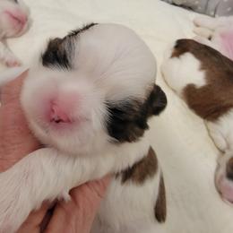 Shih Tzu Puppies from Trinity Shihtzu's So Calif