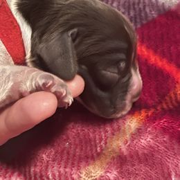 Bob (Baby on Board) - White and liver English Springer Spaniel puppy in Worthington, Indiana from Fidelis Springer Spaniels