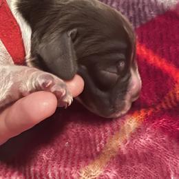 Bob (Baby on Board) - White and liver English Springer Spaniel puppy in Worthington, Indiana from Fidelis Springer Spaniels