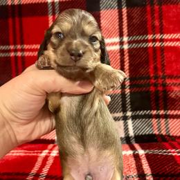 Snowden- Shaded Cream- will fade to cream- Price Listed - Cream male Dachshund puppy in Biloxi, Mississippi from Southern Doxies Ms