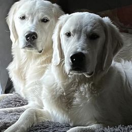 Golden Retriever All Grown Up from West KY Goldens and Doodles