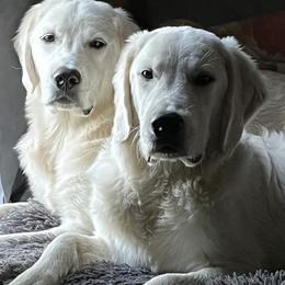 Golden Retriever All Grown Up from West KY Goldens and Doodles