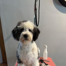 Bernedoodle and Goldendoodle All Grown Up from Teddy Puppies