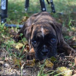 Hercules - Brindle male Boxer puppy in Humboldt, Nebraska from Keims Royal Boxers