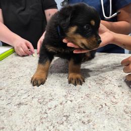Male 1 - Black and mahogany male Rottweiler puppy in Humble, Texas from Inexorable Haus Early Rotts