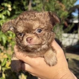Millie - Chocolate female Chihuahua puppy in Citrus Heights, California from Golden State Chihuahuas