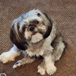 Tee tee - Shih Tzu
