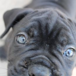 Cane Corso Puppies from Steel Legacy Cane Corso