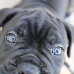 Cane Corso Puppies from Steel Legacy Cane Corso