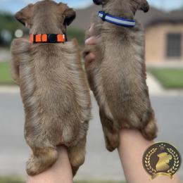 Miniature Schnauzer Puppies from Forever Schnauzers