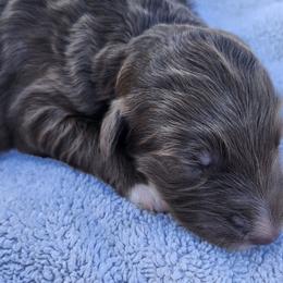 Ruby - Sable female Bordoodle puppy in New Oxford, Pennsylvania from The Weekend Farm