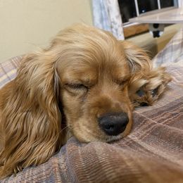 Daisy - Cocker Spaniel