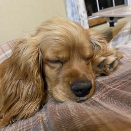 Daisy - Cocker Spaniel