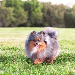 Pomeranian All Grown Up from My Precious Poms