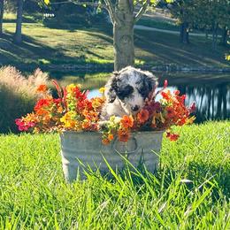 Pixie - Blue merle female Aussiedoodle puppy in Taylor, Missouri from Pawsitively Doodles