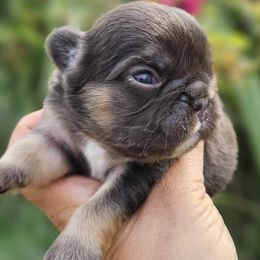 French Bulldog Puppies from St Louis Frenchies