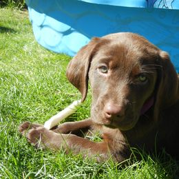 Labrador Retriever Puppies from Aldrich Mountain Labradors