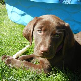 Labrador Retriever Puppies from Aldrich Mountain Labradors