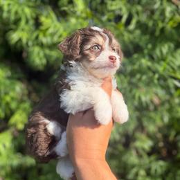 Twix - Brown and white female Aussiedoodle puppy in Los Angeles, California from LA’s Favorite Puppies