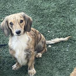 Phoenix - Dachshund