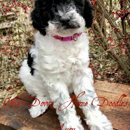 Goldendoodle Puppies from Ohio Down Home Doodles