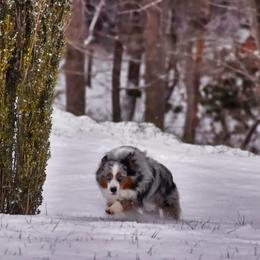 Early - Miniature Australian Shepherd