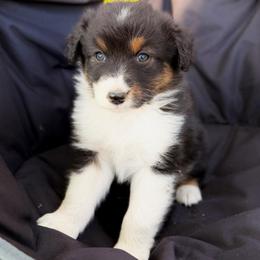 Wrangler - Black tri-color male Australian Shepherd puppy in Vernal, Utah from Dancing M Australian Shepherds