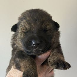 Pink - Sable female German Shepherd puppy in Canterbury, Connecticut from Nachtwaechter German Shepherds, LLC