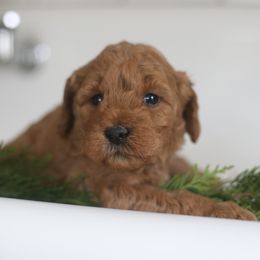 Rudolph - Apricot male Goldendoodle puppy in Stevens, Pennsylvania from Pebble Paws Lane