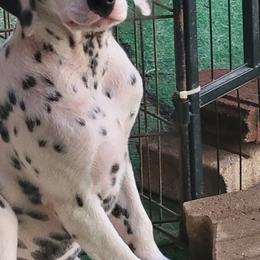 Boy 5 - male Dalmatian puppy in Owosso, Michigan from Dreammaker Dalmatians