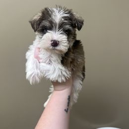 Boy 1 - Parti male Miniature Schnauzer puppy in Center Ridge, Arkansas from J Bar B Kennels