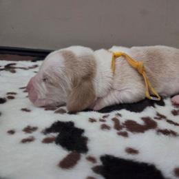 Bailey - Red and white female Basset Hound puppy in Denison, Texas from Emma Lou's Baby Bassets