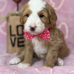 Nova  - Red - Red female Bernedoodle puppy in Yuciapa, California from AlltheDoodlez_
