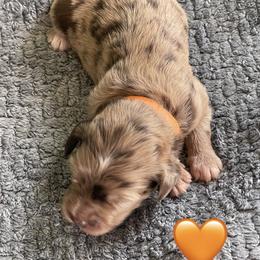 Boy 4 - male Aussiedoodle puppy in Houston, Texas from Waggin’ R Tails
